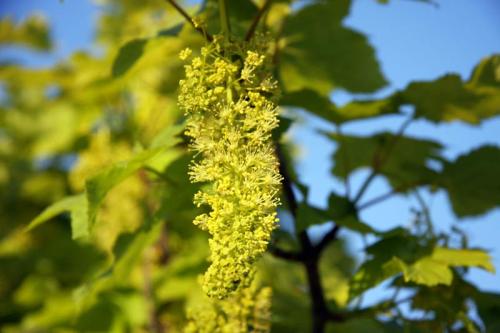 fiore15_maggio